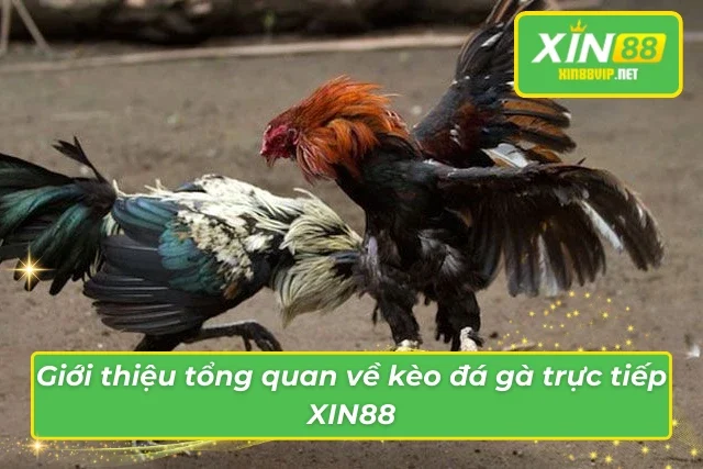 Kèo Đá Gà Trực Tiếp Xin88 – Cơ Hội Cược Thắng Lớn! Tổng quan những thông tin vô cùng thú vị trong kèo đá gà trực tiếp