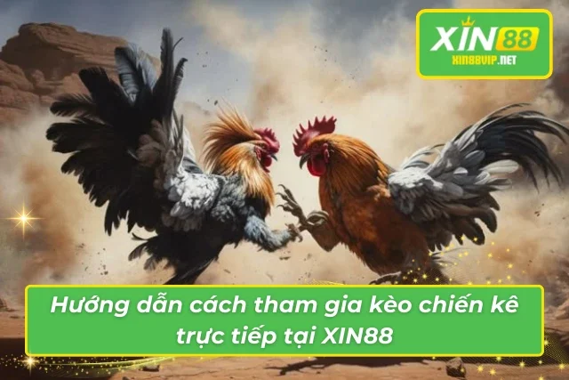 Kèo Đá Gà Trực Tiếp Xin88 – Cơ Hội Cược Thắng Lớn! Chi tiết những thông tin thú vị khi tham gia kèo đá gà trực tiếp tại Xin88